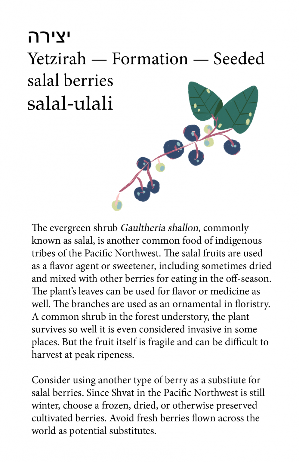 An interior page from the zine "Guests on this land" discussing the use of salal berries as a symbol of yetzirah during Tu Bishvat. At the top of the page are translations and transliterations of 'yetzirah' and 'salal berries' in Hebrew, English, and Chinuk Wawa. In the center of the page is a color illustration of several salal berries and leaves on a branch. At the bottom of the page are two paragraphs of text about the salal plant and its symbolism.